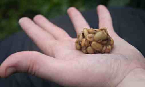 Civet-coffee-beans-010